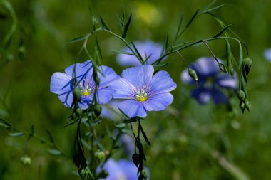 Dekoratif keten çiçeğinin parlak mavi çiçeği ve çimenli arka planda filizlenmesi. Flax çiçeklerini işlemek için yaratıcı. Yaz aylarında aktif çiçeklenme safhasında tarım endüstrisi keten tarlası