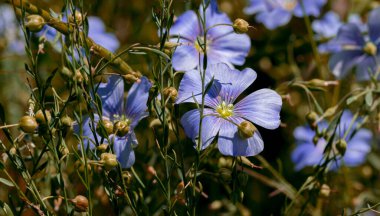 Dekoratif keten çiçeğinin parlak mavi çiçeği ve çimenli arka planda filizlenmesi. Flax çiçeklerini işlemek için yaratıcı. Yaz aylarında aktif çiçeklenme safhasında tarım endüstrisi keten tarlası