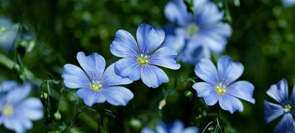 Bright Delicate Blue Flower Decorative Flax Flower Its Shoot Grassy — Stock Photo, Image
