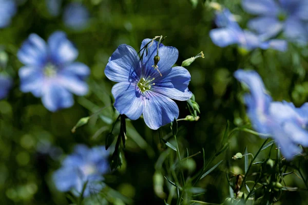 Яскрава Ніжна Блакитна Квітка Декоративної Льонової Квітки Пагона Трав Яному — стокове фото