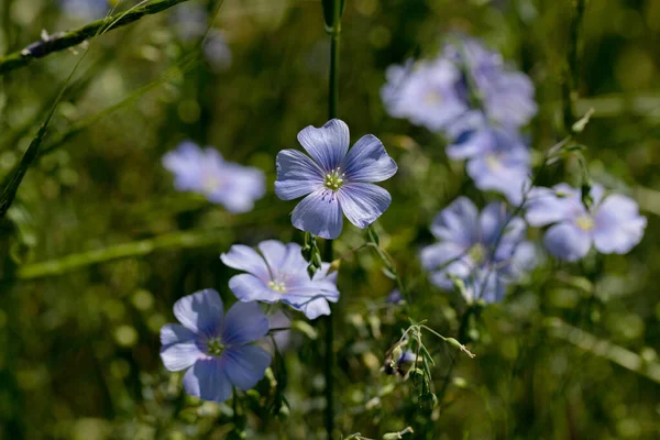 Bright Delicate Blue Flower Decorative Flax Flower Its Shoot Grassy — Stock Photo, Image