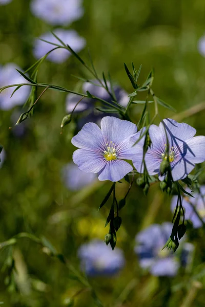 Яркий Нежный Голубой Цветок Декоративного Цветка Льна Съемки Травянистом Фоне — стоковое фото