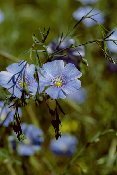 Jasny Delikatny Niebieski Kwiat Dekoracyjnego Kwiatu Lnu Jego Pędu Trawiastym — Zdjęcie stockowe