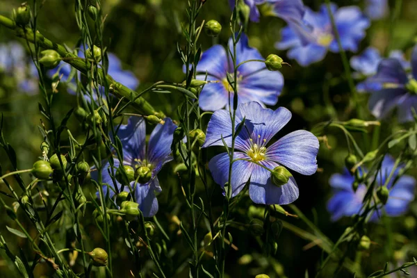 Dekoratif keten çiçeğinin parlak mavi çiçeği ve çimenli arka planda filizlenmesi. Flax çiçeklerini işlemek için yaratıcı. Yaz aylarında aktif çiçeklenme safhasında tarım endüstrisi keten tarlası