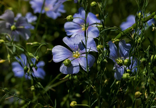 Jasně Jemný Modrý Květ Dekorativního Lnu Jeho Natáčení Travnatém Pozadí — Stock fotografie
