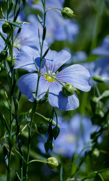 Jasny Delikatny Niebieski Kwiat Dekoracyjnego Kwiatu Lnu Jego Pędu Trawiastym — Zdjęcie stockowe