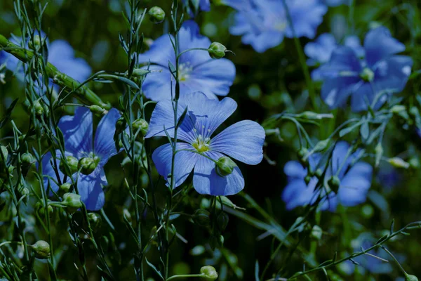 Bright Delicate Blue Flower Decorative Flax Flower Its Shoot Grassy — Stock Photo, Image