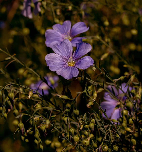 装飾的な亜麻の花の明るい繊細な青の花と草の背景にその撮影 創造的な処理亜麻の花 夏に活発な開花期における産業用亜麻の農業分野 — ストック写真