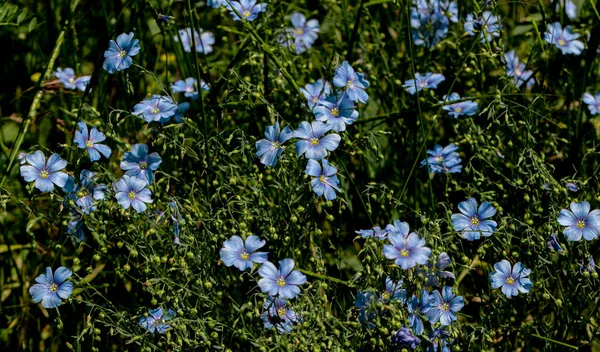 Bright Delicate Blue Flower Decorative Flax Flower Its Shoot Grassy — Stock Photo, Image