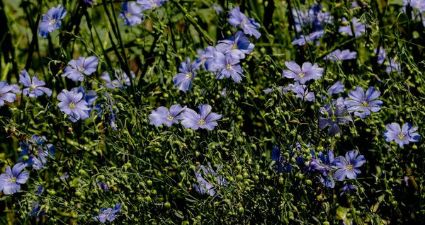 Bright Delicate Blue Flower Decorative Flax Flower Its Shoot Grassy — Stock Photo, Image