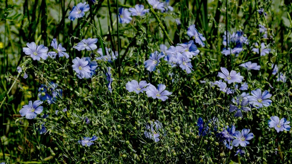Яркий Нежный Голубой Цветок Декоративного Цветка Льна Съемки Травянистом Фоне — стоковое фото