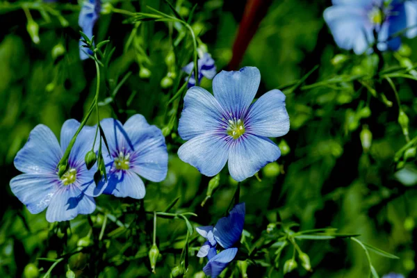 Flor Azul Delicada Brilhante Flor Linho Decorativo Sua Parte Aérea — Fotografia de Stock