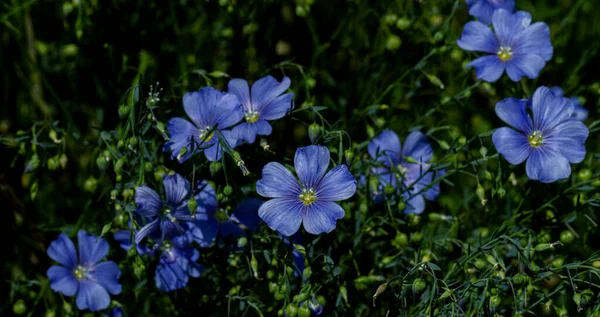 Jasně Jemný Modrý Květ Dekorativního Lnu Jeho Natáčení Travnatém Pozadí — Stock fotografie