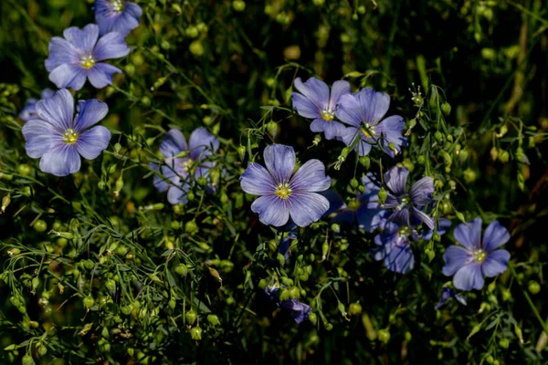 Flor Azul Delicado Brillante Flor Decorativa Lino Brote Sobre Fondo — Foto de Stock