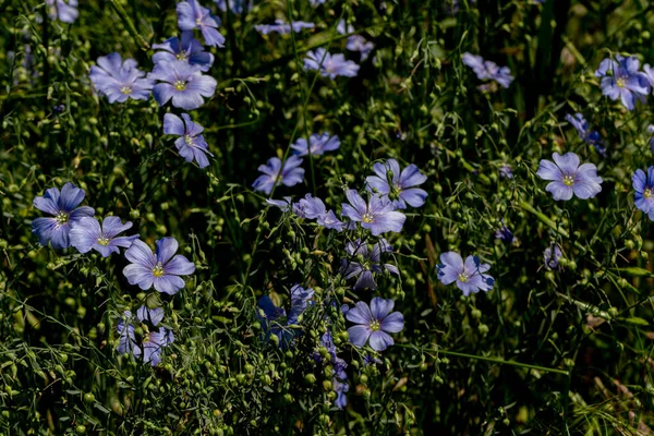 Bright Delicate Blue Flower Decorative Flax Flower Its Shoot Grassy — Stock Photo, Image