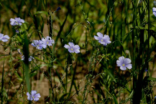 Bright Delicate Blue Flower Decorative Flax Flower Its Shoot Grassy — Stock Photo, Image