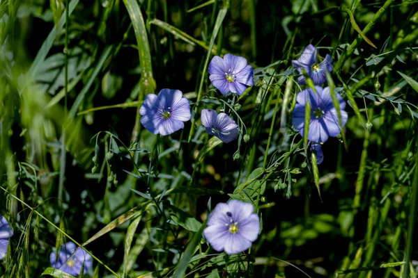 Leuchtend Zarte Blaue Blume Der Dekorativen Flachsblume Und Ihr Austrieb — Stockfoto