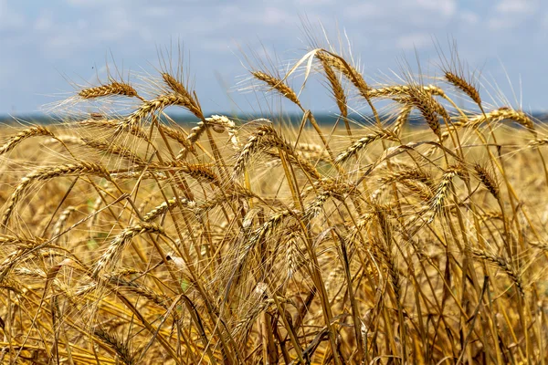 Желтая спелая пшеница готова к уборке урожая, растущего на сельскохозяйственном поле на — стоковое фото