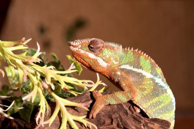 tropikal iguana fantastik yakın çekim portre. Seçici odak,