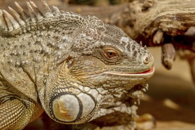 tropikal iguana fantastik yakın çekim portre. Seçici odak,
