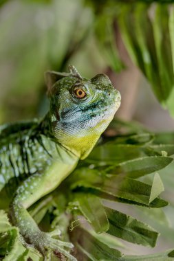 fantastik tropikal makro yeşil iguana göz. Ey tarih seçici odak