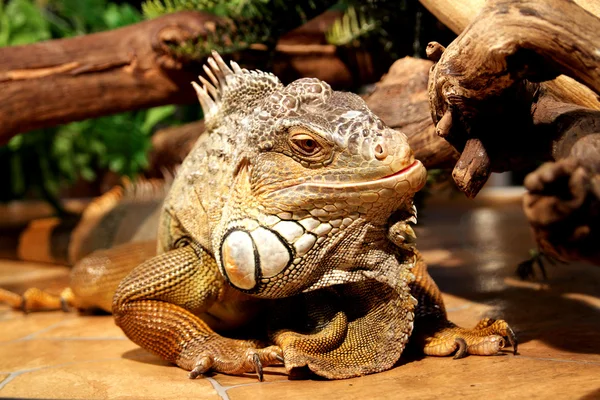 Fantastic close-up portrait of tropical iguana. Selective focus, — Stock Photo, Image