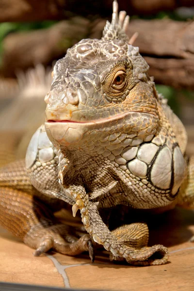 Fantástico retrato de cerca de iguana tropical. Enfoque selectivo , — Foto de Stock