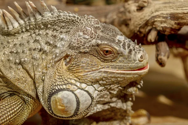 Fantástico retrato de cerca de iguana tropical. Enfoque selectivo , —  Fotos de Stock