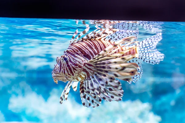 Il mondo sottomarino. Pesce corallo tropicale esotico luminoso nella R — Foto Stock