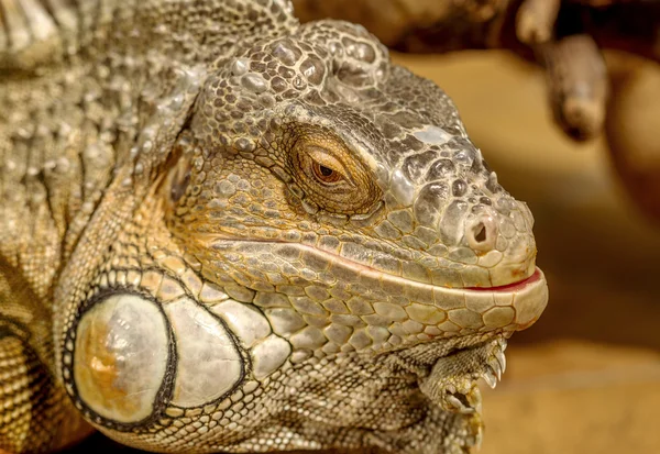 Tropikal iguana fantastik yakın çekim portre. Seçici odak, — Stok fotoğraf