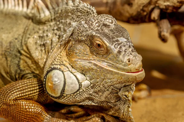 Fantastic portret apropiat de iguana tropicală. Focalizare selectivă , — Fotografie, imagine de stoc