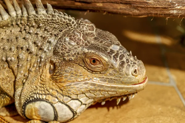 Fantástico retrato de cerca de iguana tropical. Enfoque selectivo , — Foto de Stock