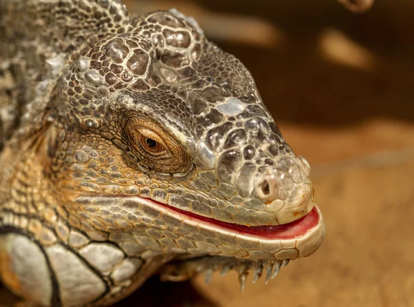 Tropikal iguana fantastik yakın çekim portre. Seçici odak, — Stok fotoğraf