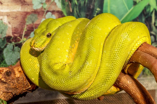 Fantástico primer plano retrato verde serpiente de cascabel (venenoso verde S —  Fotos de Stock