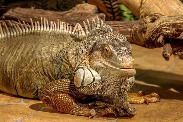 Fantastic close-up portrait of tropical iguana. Selective focus, — Stock Photo, Image