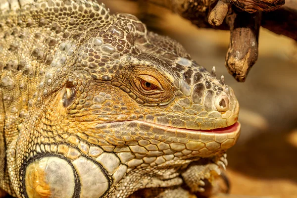 Fantástico retrato de cerca de iguana tropical. Enfoque selectivo , —  Fotos de Stock