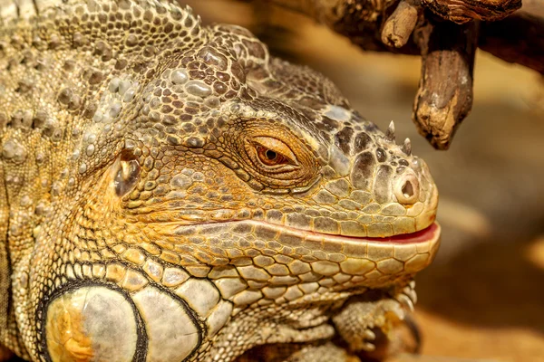 Fantastyczne portret szczegół tropikalny iguana. Selektywne focus, — Zdjęcie stockowe