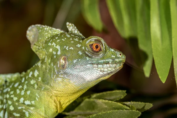 Fantástico ojo de iguana verde macro tropical. Enfoque selectivo en ey —  Fotos de Stock