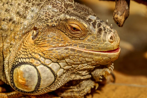 Fantástico retrato de cerca de iguana tropical. Enfoque selectivo , — Foto de Stock