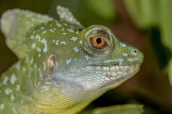 Fantastic tropical macro green iguana eye. Избирательное внимание к себе — стоковое фото