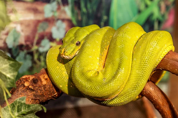 Fantástico primer plano retrato verde serpiente de cascabel (venenoso verde S —  Fotos de Stock