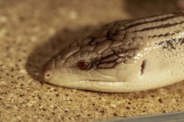 Fantastisk närbild porträtt av tropiska ormar. Selektiv inriktning, — Stockfoto