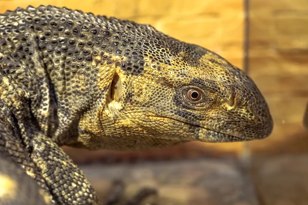 Fantastyczne portret szczegół tropikalny iguana. Selektywne focus, — Zdjęcie stockowe