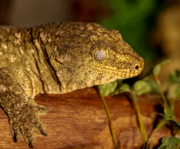 Fantastisches Porträt eines tropischen Geckos aus nächster Nähe. Selektiver Fokus, — Stockfoto