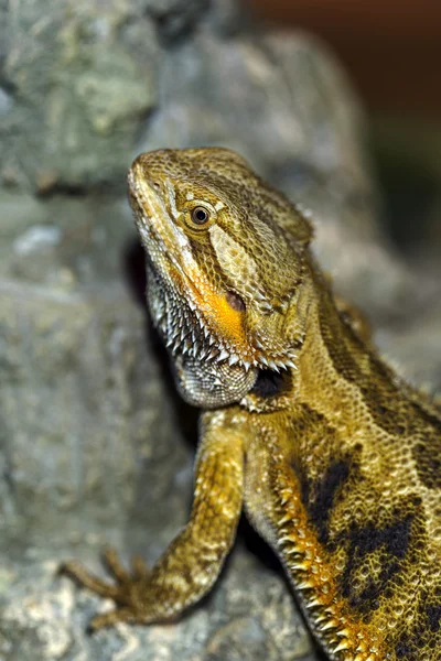 Porträt eines exotischen tropischen Reptilien Bartagamen. Selektiv — Stockfoto