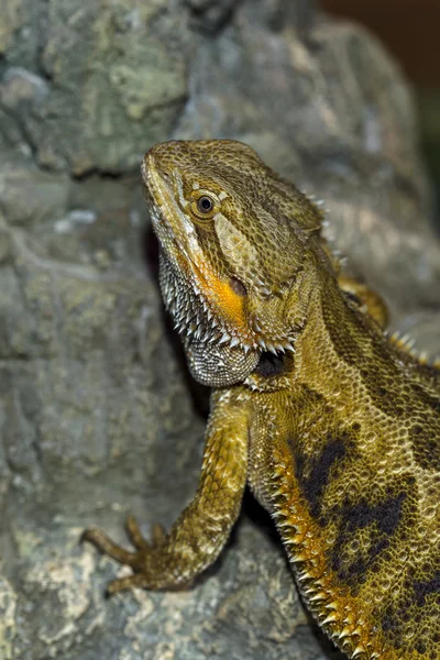 Портрет экзотических тропических рептилий бородатого дракона. Выборочный подход — стоковое фото