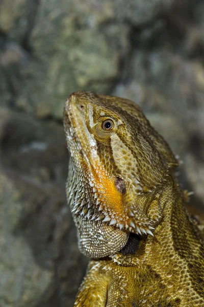 Портрет экзотических тропических рептилий бородатого дракона. Выборочный подход — стоковое фото