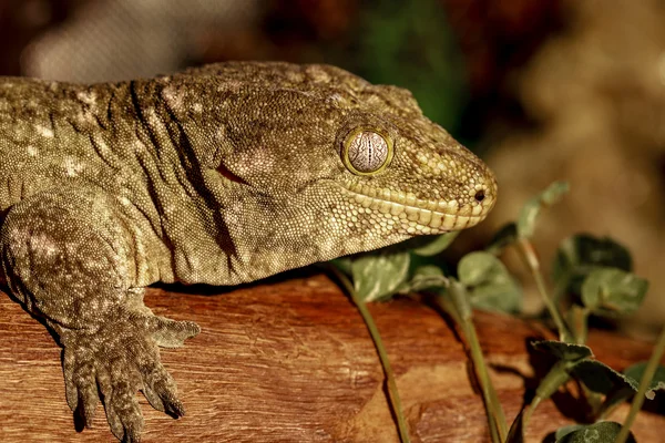 Fantastique portrait en gros plan de gecko tropical. Concentration sélective , — Photo