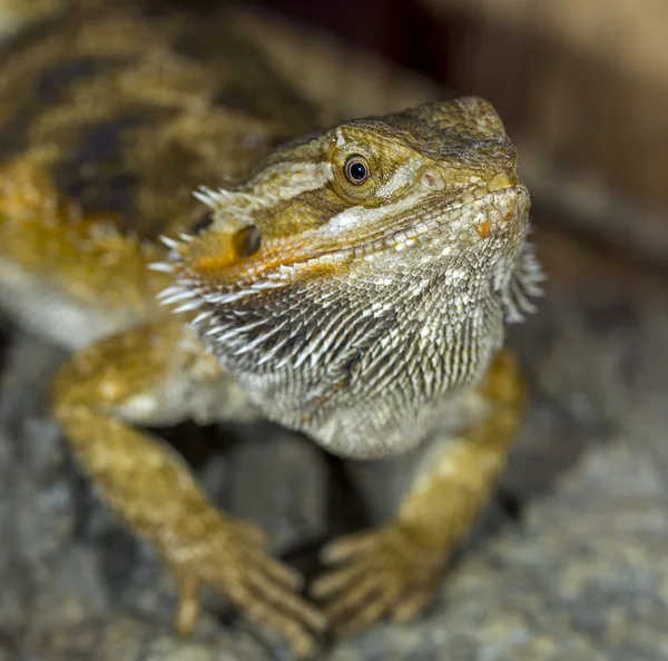 Porträtt av en exotiska tropiska reptiler skäggiga drake. Selectiv — Stockfoto