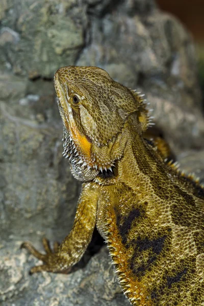 Porträt eines exotischen tropischen Reptilien Bartagamen. Selektiv — Stockfoto